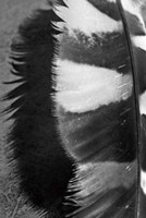 Feather Shadow III Fine Art Print