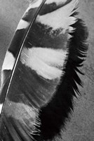 Feather Shadow I Fine Art Print