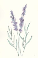 Lavender III Fine Art Print