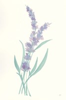 Lavender II Framed Print