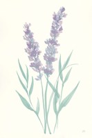 Lavender I Framed Print