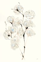 Summer Cotton IV Framed Print