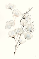 Summer Cotton III Framed Print