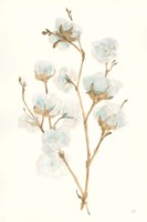 Summer Cotton II Framed Print