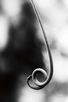 Curly Cue Fine Art Print
