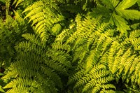 Ferns II Fine Art Print