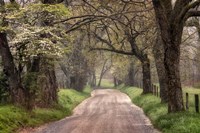 Nature Trail Walks Fine Art Print