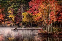 Woodland Dock Fine Art Print