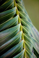 Palma II Fine Art Print