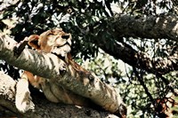 Lion Tree Fine Art Print