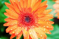 Orange Gerbera Fine Art Print