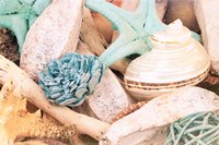 Bundle of Shells II Fine Art Print