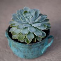 The Little Succulent Fine Art Print