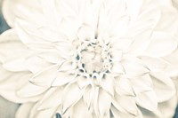 Bright White Bloom I Fine Art Print