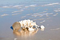 Seashell Reflection Fine Art Print
