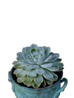 The Little Succulent on White Fine Art Print
