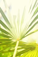 Among Palms I Fine Art Print