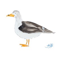 Seagull on White Fine Art Print