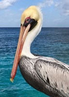 Pelican Fine Art Print