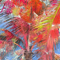 Bright Palms Fine Art Print