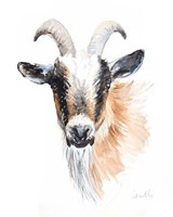 Goat II Framed Print