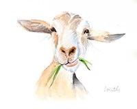 Goat III Fine Art Print