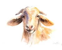 Morning Goat Fine Art Print