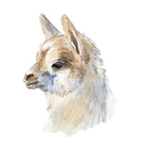 Side Portrait Llama Fine Art Print