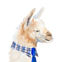 Formal Llama Fine Art Print
