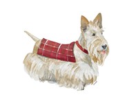 Wheaten Scotty Fine Art Print