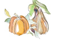Harvest Pumpkin and Squash II Fine Art Print