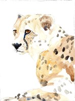 Seated Cheetah Fine Art Print