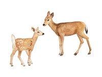 Two Young Deer Fine Art Print