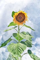Summer Sunflower Fine Art Print