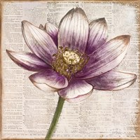 Defined Lotus II Fine Art Print