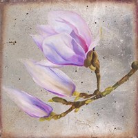 Magnolia on Silver Leaf I Fine Art Print