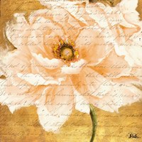 Beautiful Cream Peonies Script I Fine Art Print