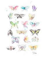 Butterfly Collection Fine Art Print