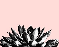 Agave on Blush Fine Art Print