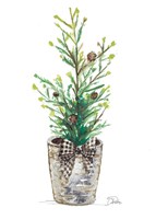 Christmas Fir II Framed Print