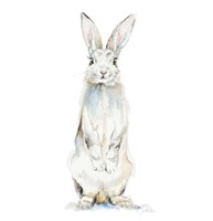 Cute Rabbit Fine Art Print