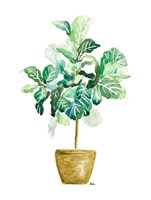Fig Plant Fine Art Print