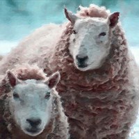 Sheep Square I Fine Art Print