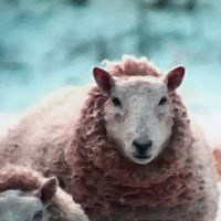 Sheep Square II Fine Art Print