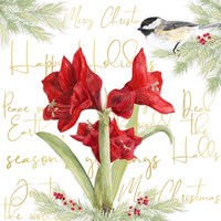 Merry Amaryllis I Fine Art Print