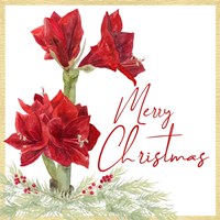 Merry Amaryllis VI Fine Art Print
