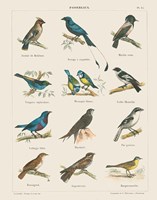 Bird Chart II Framed Print