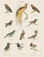 Bird Chart I Framed Print