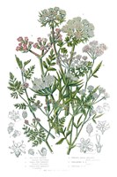 Flowering Plants IV Framed Print