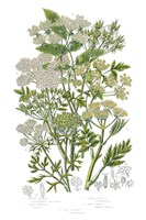 Flowering Plants III Framed Print